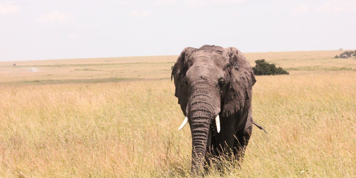 Africa