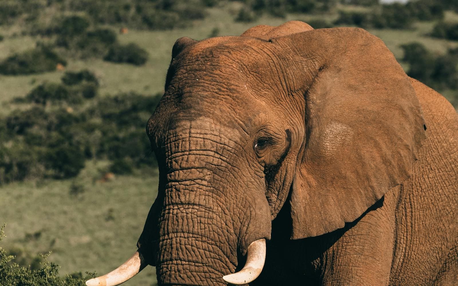 Africa